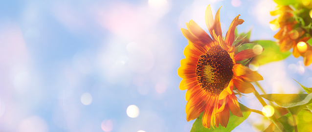 Sunflower summer natural green yellow banner background. Blooming sunflower with bokeh. Close-up, copy space