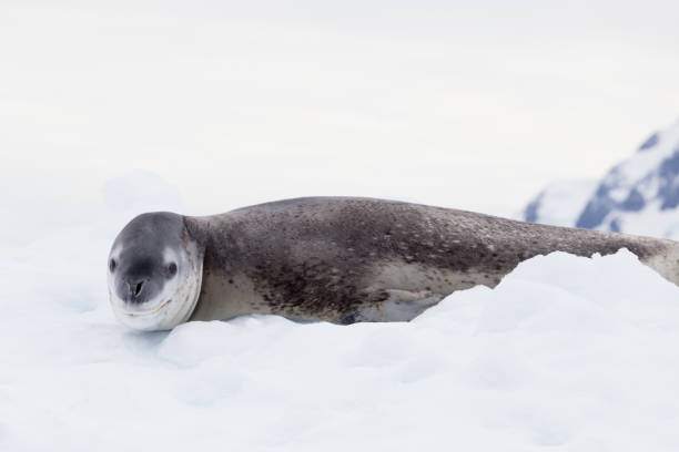 istock The seal leopard Antarctica, seal portrait on the ice 1222824963