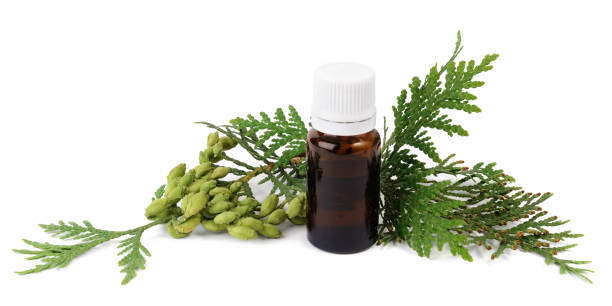 istock Thuja oil in bottle with thuja seeds and foliage 1222825500