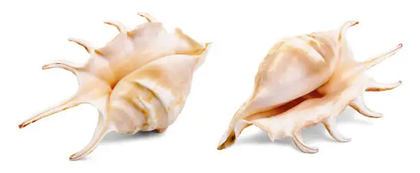 Set of different view of luxury nacre seashell isolated on white background.