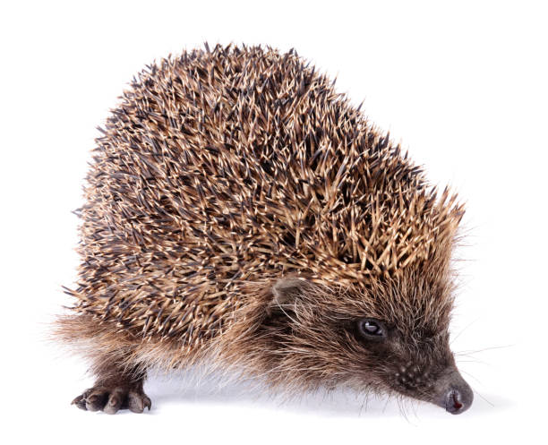 istock Cute spiky hedgehog on white background 1222825644