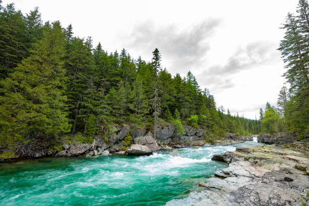 lincoln creek fluyendo paisaje acuático en el parque nacional glaciar montana usa - montana water landscape nature fotografías e imágenes de stock