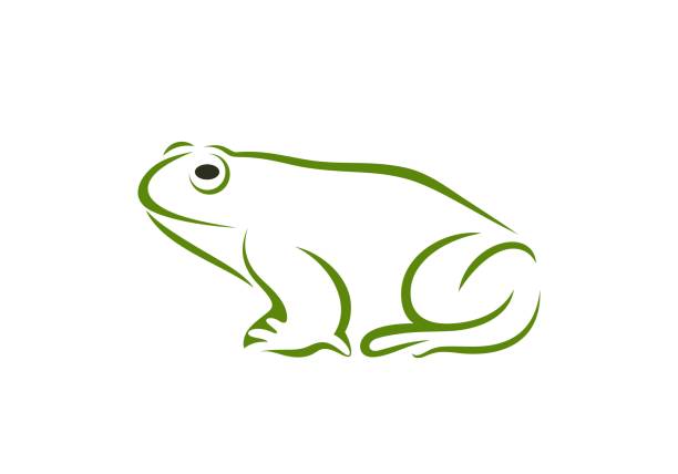 Frog outline. Abstract frog on white background. Bufo Common European Toad EPS 10. Vector illustration big frog stock illustrations
