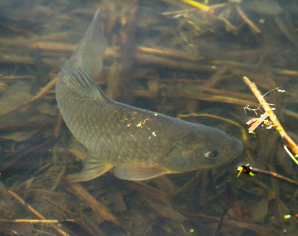 istock Freshwater fish common carp (Cyprinus carpio) swimming in lake 1222826716