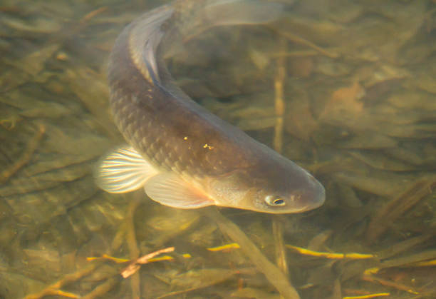 istock Freshwater fish common carp (Cyprinus carpio) swimming in lake 1222826822
