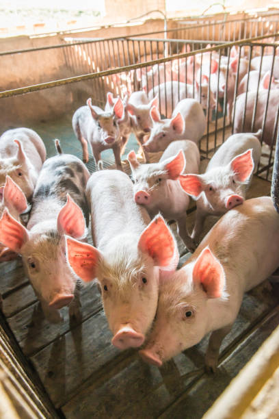 istock Pig farms in confinement mode 1222828881