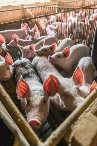 istock Pig farms in confinement mode 1222829459