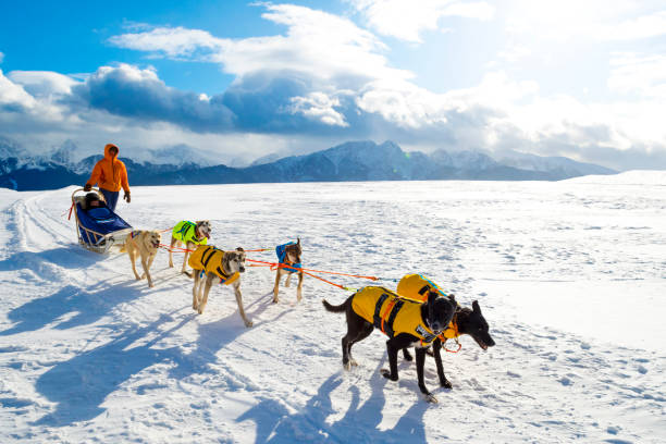 Sled Dogs Pulling Toboggan Sled dogs are pulling toboggan at winter in Polish mountain. dogsledding stock pictures, royalty-free photos & images