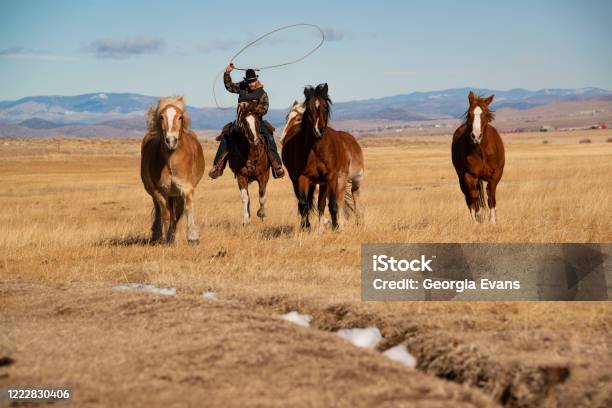 Cowboy Wrangler Roping Horses Out On Winter Pasture In High Country Stock  Photo - Download Image Now - iStock