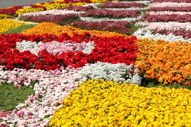 Vibrant circular bed with ageratum dusty miller begonia and alyssum brick edging top angle view horizontal shot natural ligh