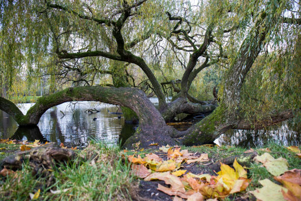 istock park in the city 1222831467