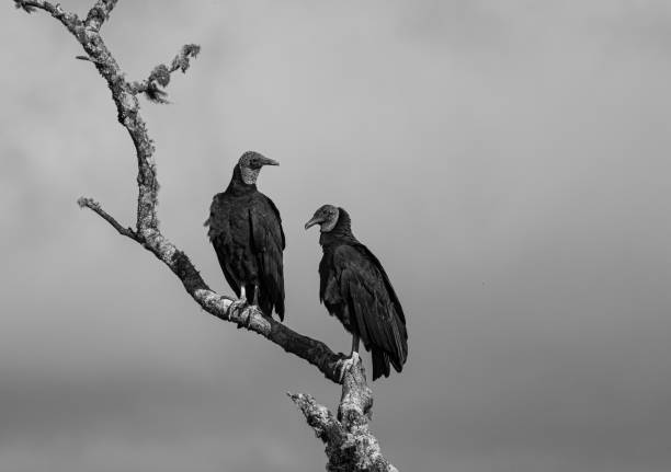istock two vultures waiting for someone's death 1222831821