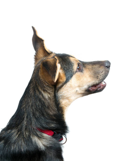 istock Mixed breed dog portrait on the white 1222833312