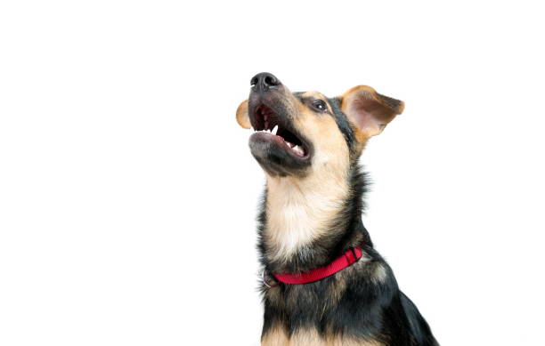 istock Mixed breed dog portrait on the white 1222833378