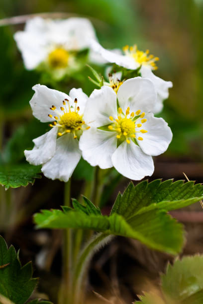 istock white flowers of wild strawberries with visible details 1222833603