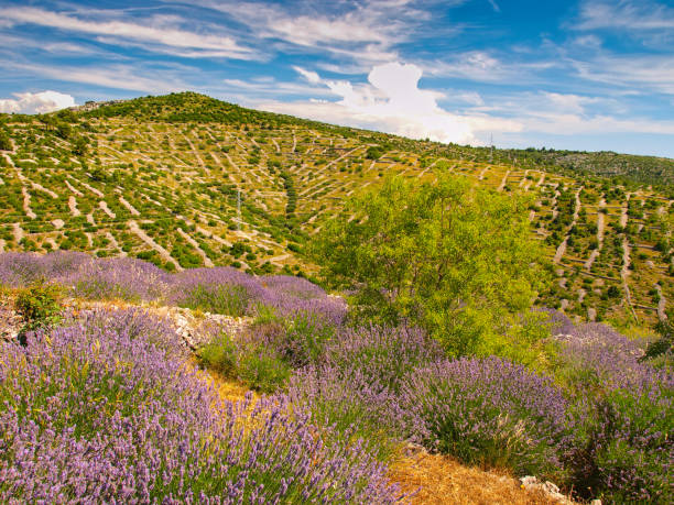 Hvar island lavender fields stock photo