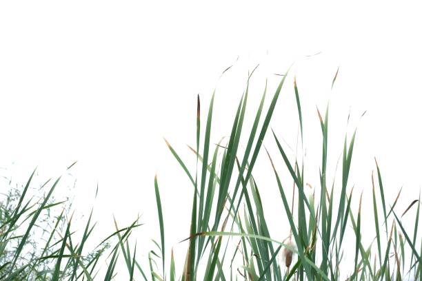 istock Wild grass leaves with wind blowing on white isolated background for green foliage backdrop 1222835117
