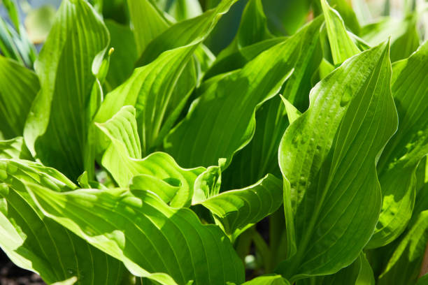 istock Young Hosta plant leaves. Hosta Vetricosa. Amanuma 1222835781