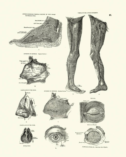 Vintage engraving of Human anatomy, Nose, Eye, Fascia, Victorian anatomical drawing, 19th Century. Descriptive Atlas of Anatomy, 1880