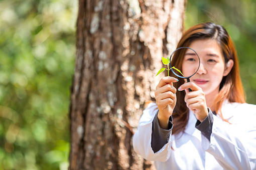 Botanical scientist. Surveying of botanists. Woman studying plants in the forrest. Scientists are examining tree in the forest.