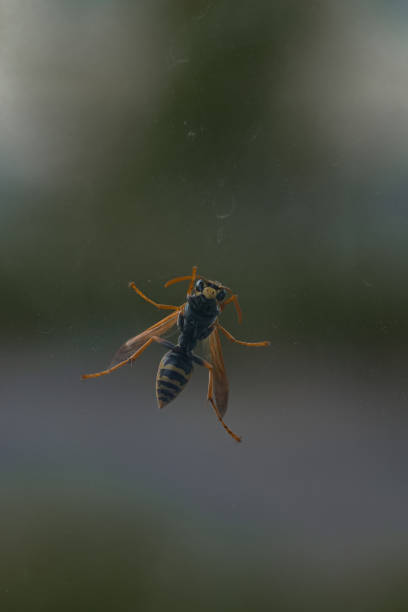 istock wasp insect sits on glass on a green background 1222837794