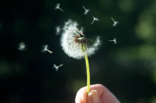 istock details of the dandelion in spring time 1222837890