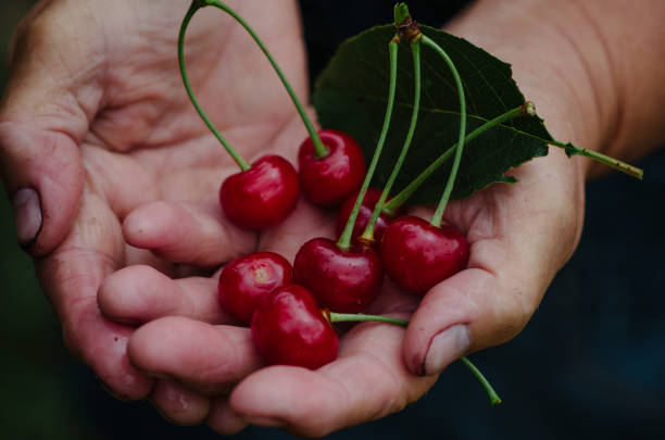 istock organic red cherries in hands. 1222838081