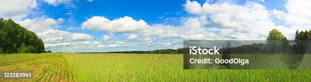 Panorama De Trigo - Fotografias de stock e mais imagens de Agricultura - Agricultura, Ajardinado, Ao Ar Livre