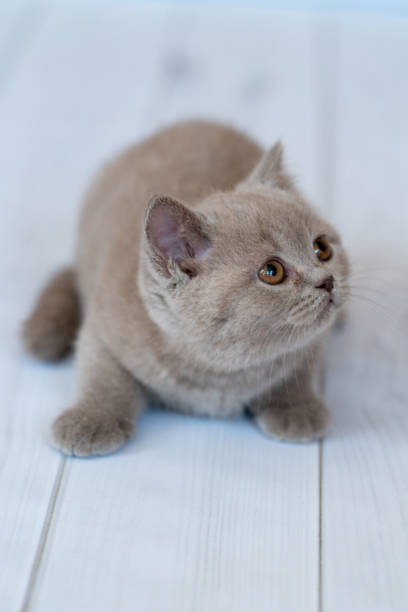 istock Beautiful British kitten purple color 1222840268