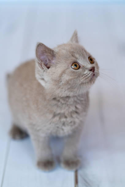 istock Beautiful British kitten purple color 1222840269