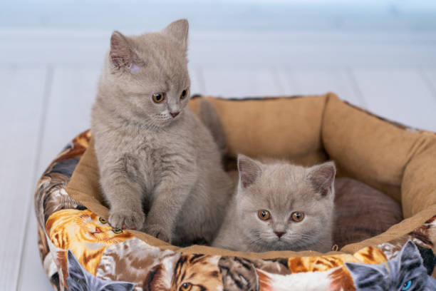 istock Beautiful British kitten purple color 1222840356