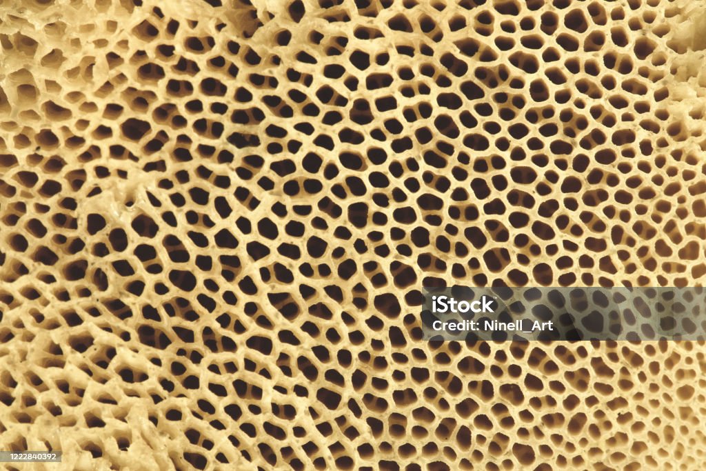 Bone Bone structure. Bone tissue close-up. Osteoporosis. Bone Stock Photo