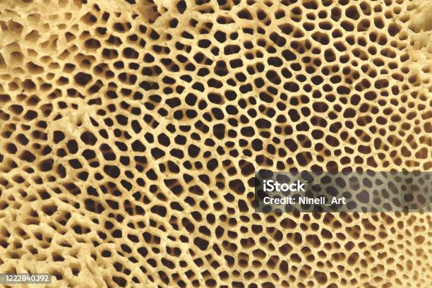 Bone Stock Photo - Download Image Now - Bone, Dog Bone, Osteoporosis