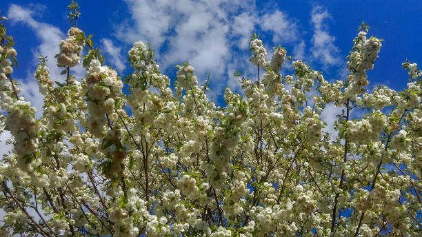 istock Flowering upper branches of an ornamental white cherry tree against the blue sky with light clouds. Looking up at the ornamental double-flowered prunus tree branches against the sky. 1222840739
