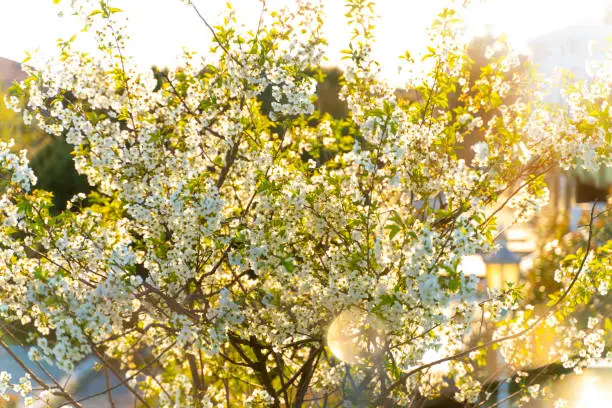 Japan, Flower, Gardening, No People, Backgrounds