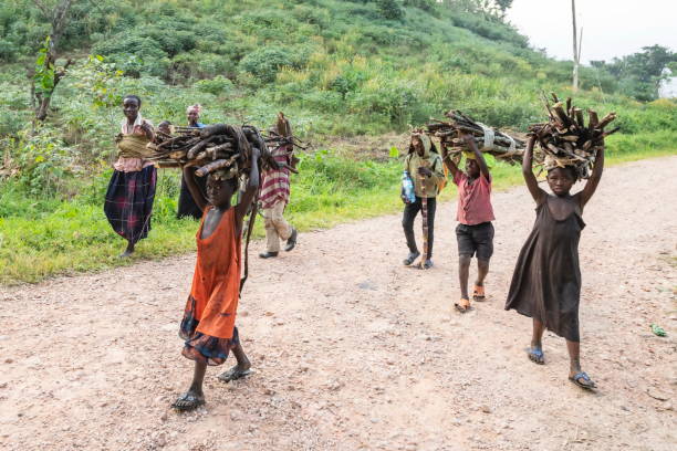 Kids carry firewood down a road near Bugoye, Uganda. stock photo