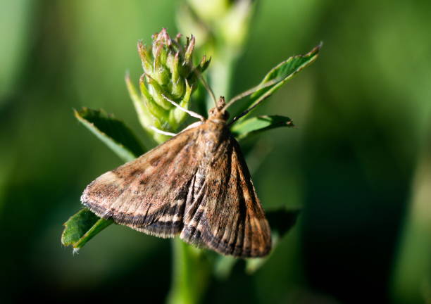 istock Macro shot of the butterfly 1222841663