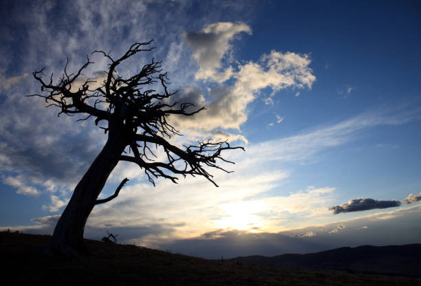 An ancient limber pine on the whaleback ridge in Alberta. These are some of the oldest living things in the world, with some specimens close to 3000 years old.
