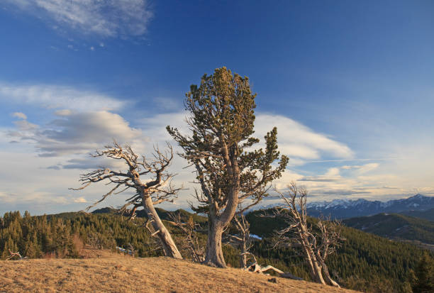 istock Ancient Limber Pine on the Whaleback Ridge in Alberta 1222842484