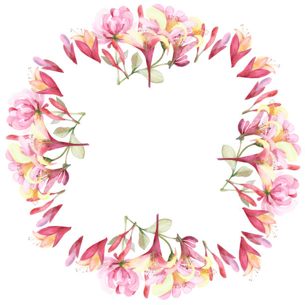 ilustrações de stock, clip art, desenhos animados e ícones de watercolor hand painted nature floral circle star border frame with pink blossom honeysuckle flowers bouquet on the white background for invite and greeting card with the space for text - honeysuckle pink