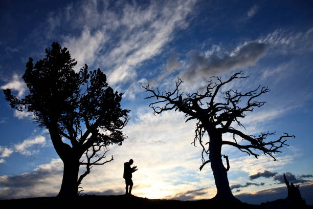 Silhouette of Man With Outstretched Arms In Prayer With Twisted Pines A silhouette of an unrecognizable man on his knees in prayer on a ridge with a group of twisted limber pine. Side view. Man is in his 40s. hope god lighting technique tree stock pictures, royalty-free photos & images