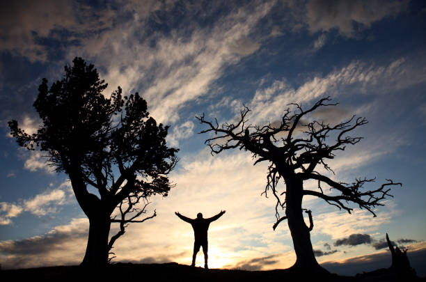 Silhouette of Man With Outstretched Arms In Worship In Nature A silhouette of an unrecognizable man lifting his arms in worship in a pristine natural environment. Location is the remote whaleback ridge in Alberta. These are limber pine, some of the oldest living things in North America. Back view. Man is in his 40s. hope god lighting technique tree stock pictures, royalty-free photos & images