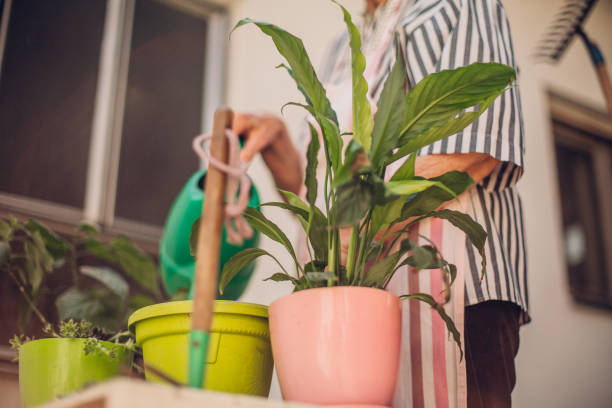 istock Grandma plants flowers 1222842793