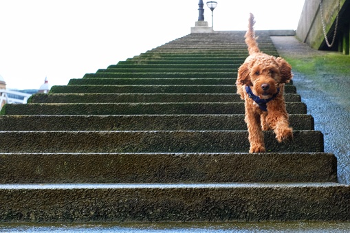 A playful dog runs down the steps to the beach