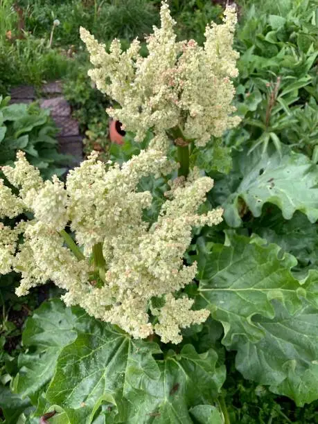 Rhubarb flowers, Upper Bavaria