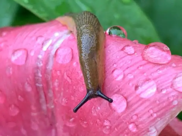 Red tulip leaf with snail and raindrops, Upper Bavaria