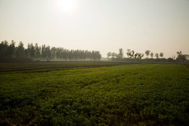 istock fields in rural india stock photo 1222845334