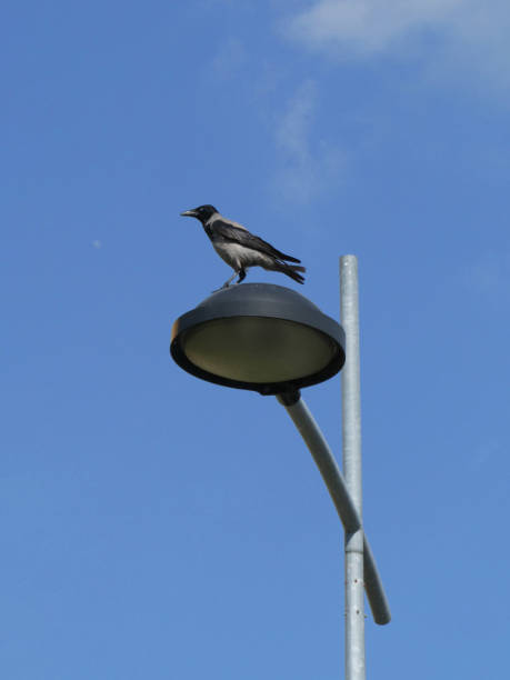 istock Bird standing on the street lamp with lamppost 1222846015