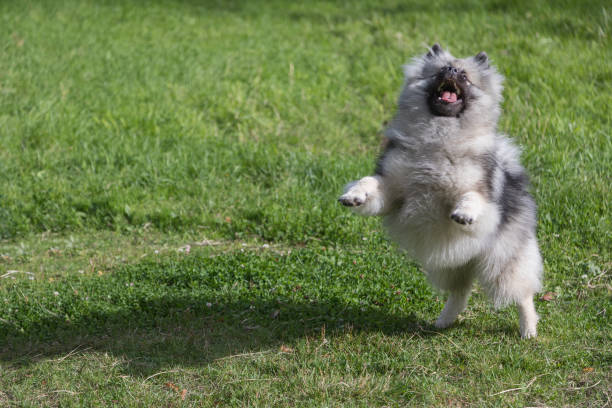 Cheerful Keeshond puppy stock photo