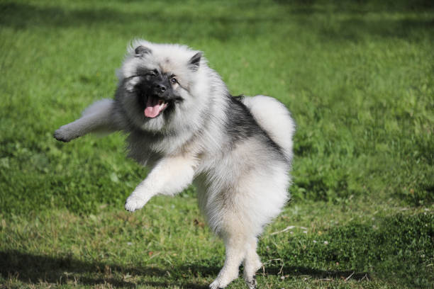 Cheerful Keeshond puppy is playing and frolic on the grass